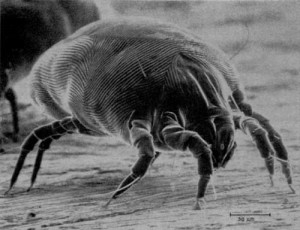 House_Dust_Mite